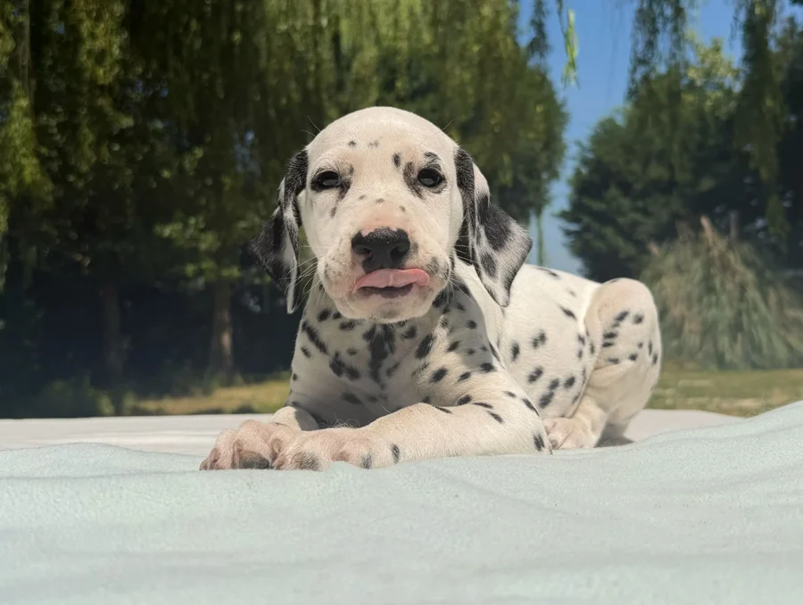 Vendita Cuccioli Dalmata