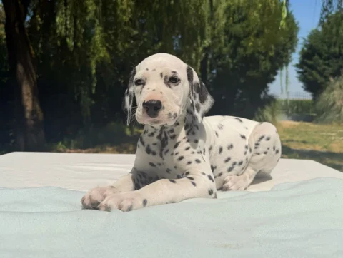 Cuccioli Dalmata