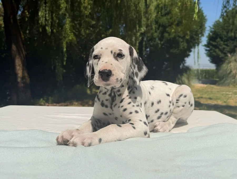 Cuccioli Dalmata
