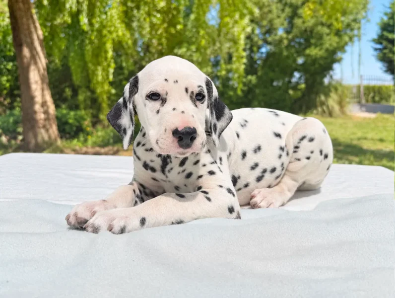 Vendita Cuccioli Dalmata