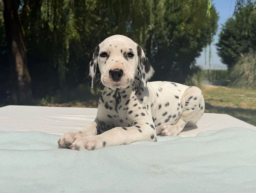 Allevamento Cuccioli Dalmata