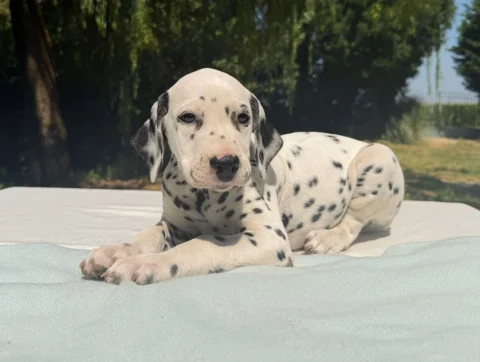 Allevamento Dalmata