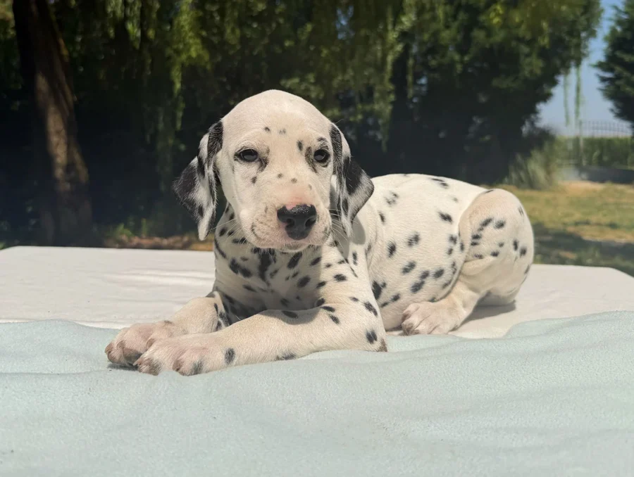 Allevamento Dalmata