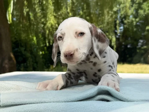 Allevamento Cuccioli Dalmata