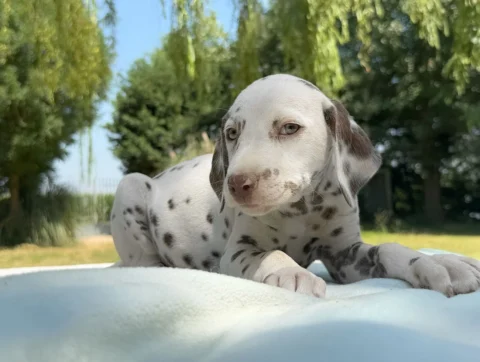 Allevamento Dalmata