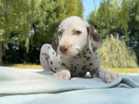 Cuccioli di Dalmata