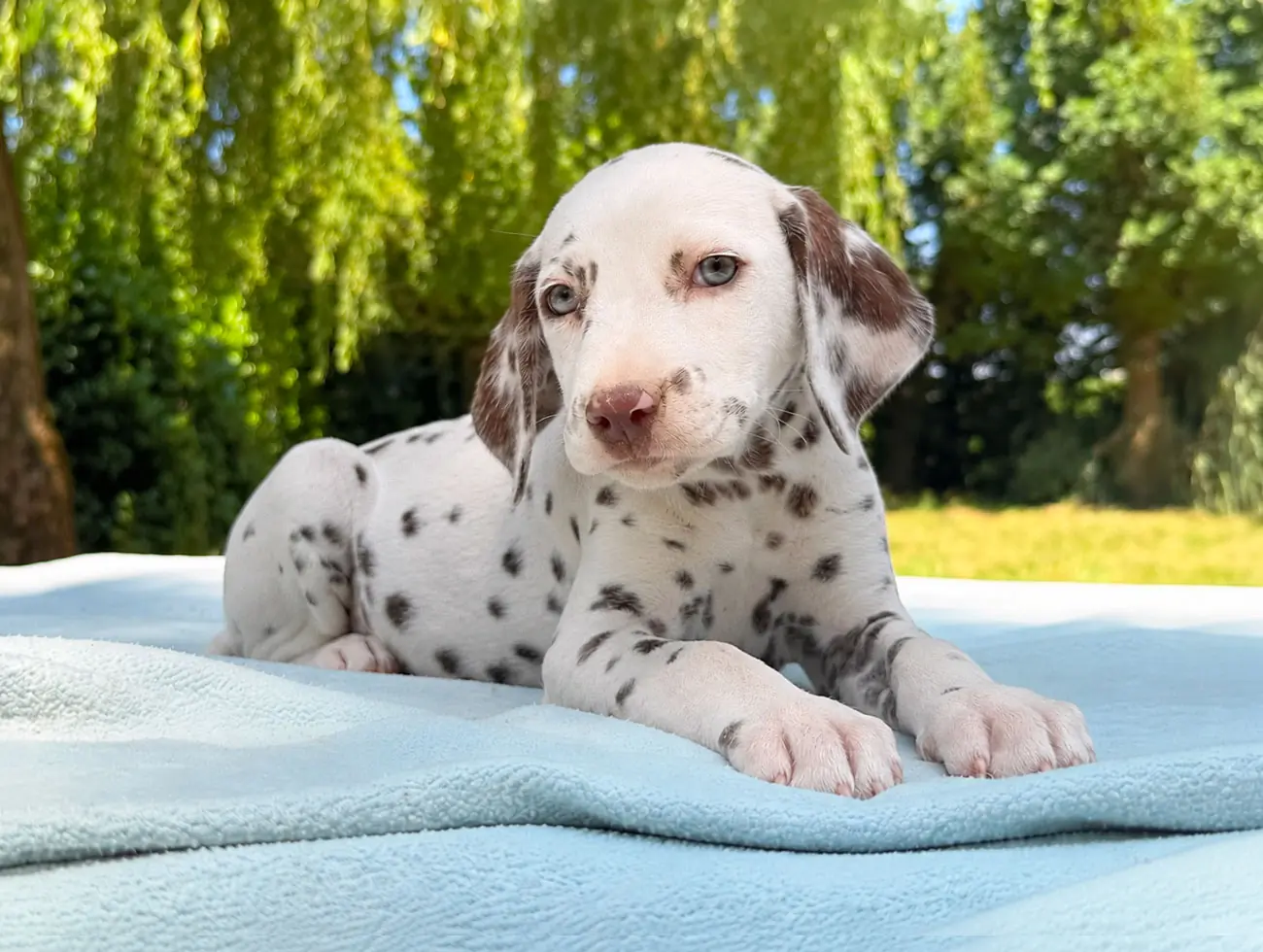 Dalmata Cuccioli