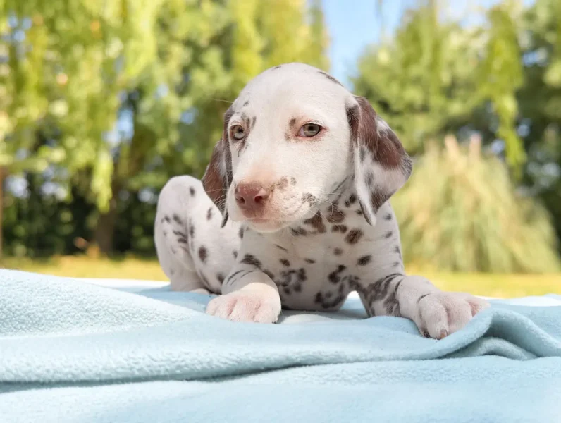 Dalmata Cisco2