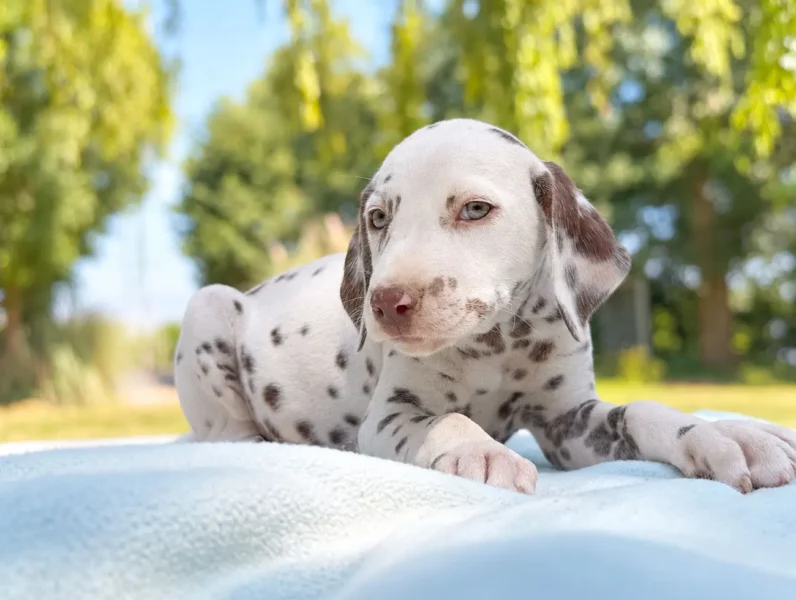 Dalmata Cisco3