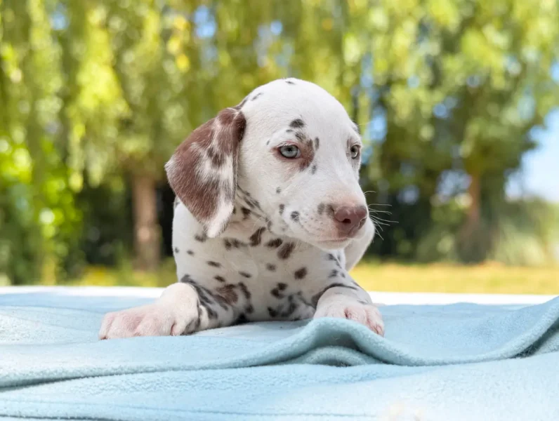 Dalmata Cisco4