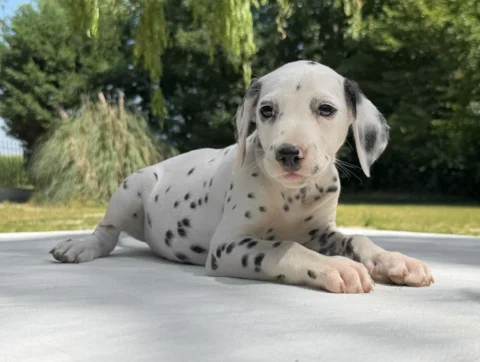 Cuccioli Dalmata