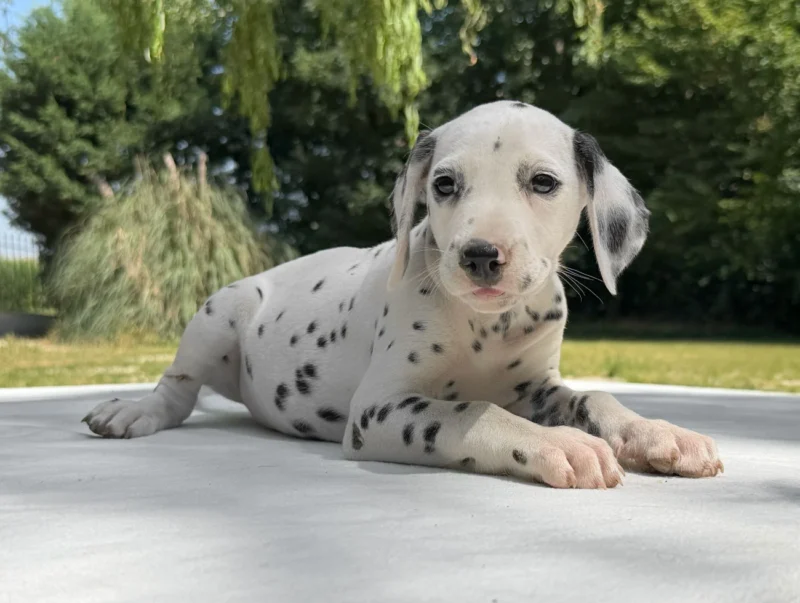 Cuccioli Dalmata