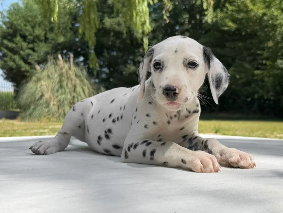 Cuccioli Dalmata