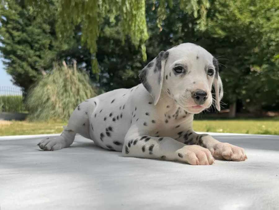 Allevamento Cuccioli Dalmata