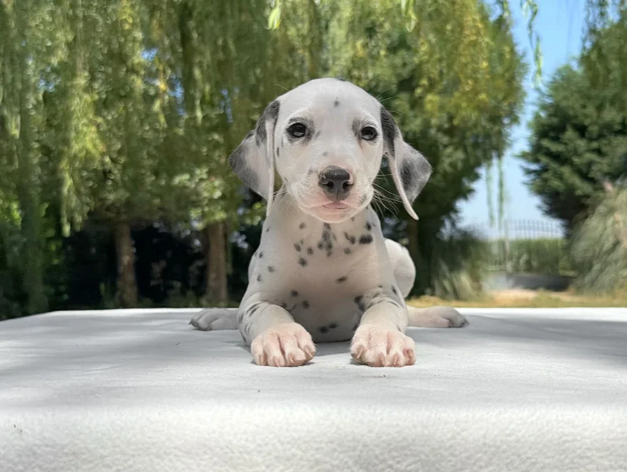 Allevamento Dalmata