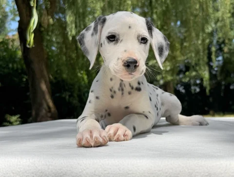 Cuccioli di Dalmata