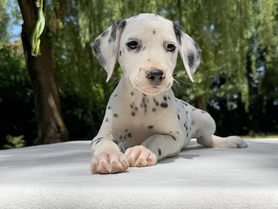 Cuccioli di Dalmata
