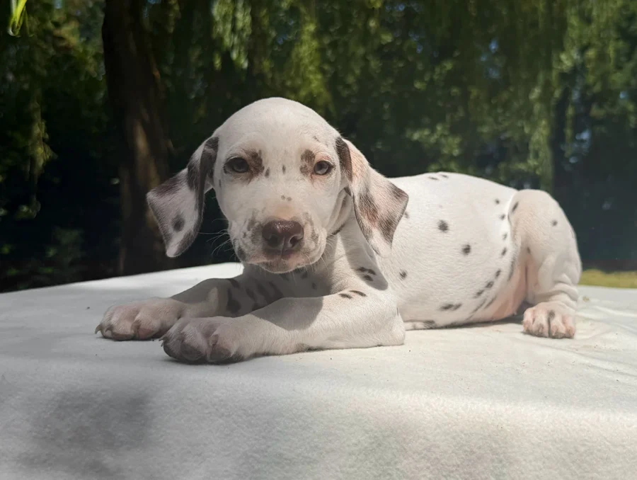 Allevamento Dalmata