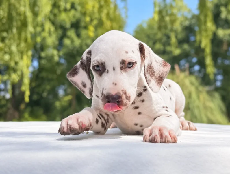 Allevamento Cuccioli Dalmata
