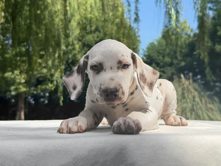 Cuccioli di Dalmata