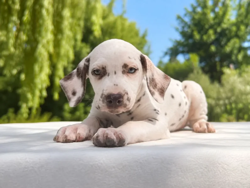 Cuccioli Dalmata