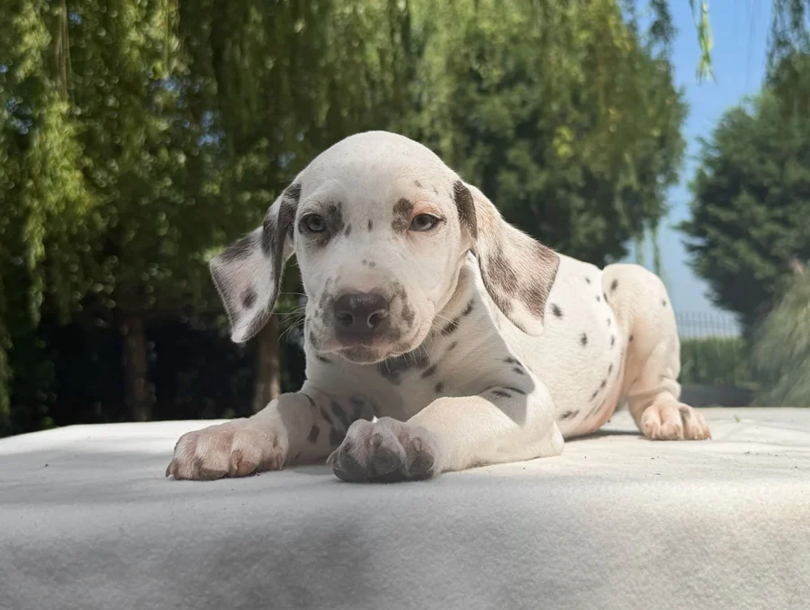 Dalmata Cuccioli