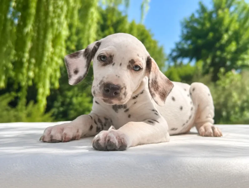 Vendita Cuccioli Dalmata
