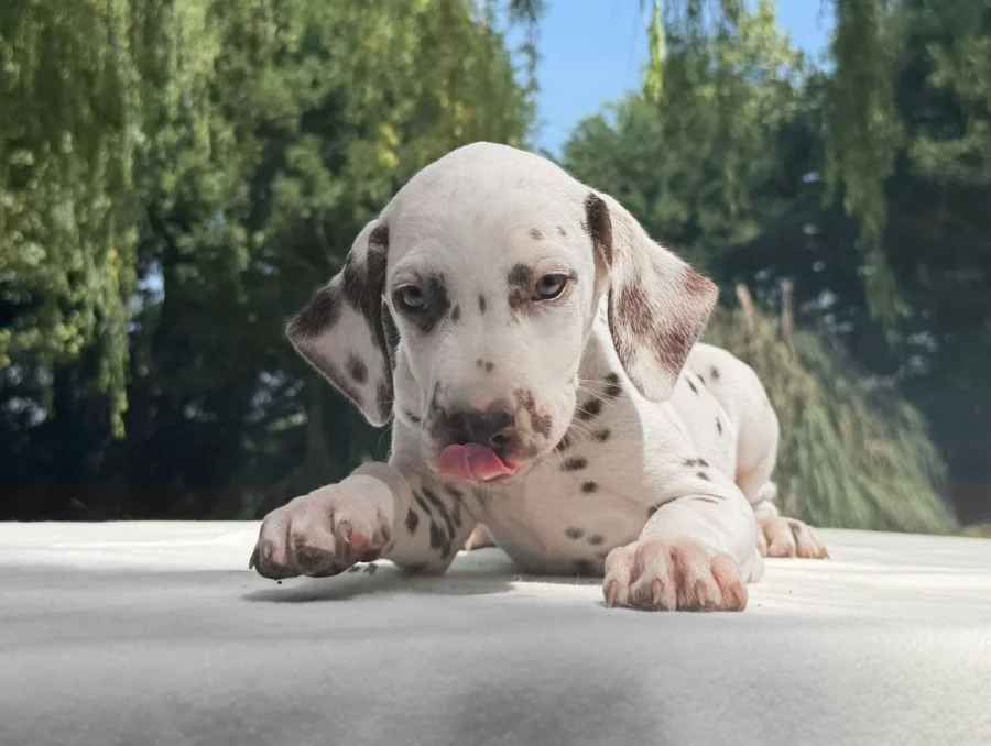 Vendita Cuccioli Dalmata