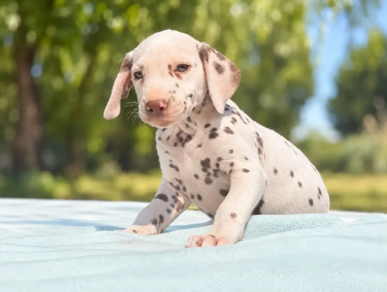 Dalmata Cuccioli