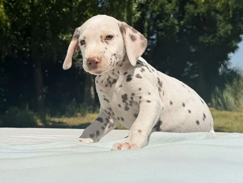 Cuccioli Dalmata