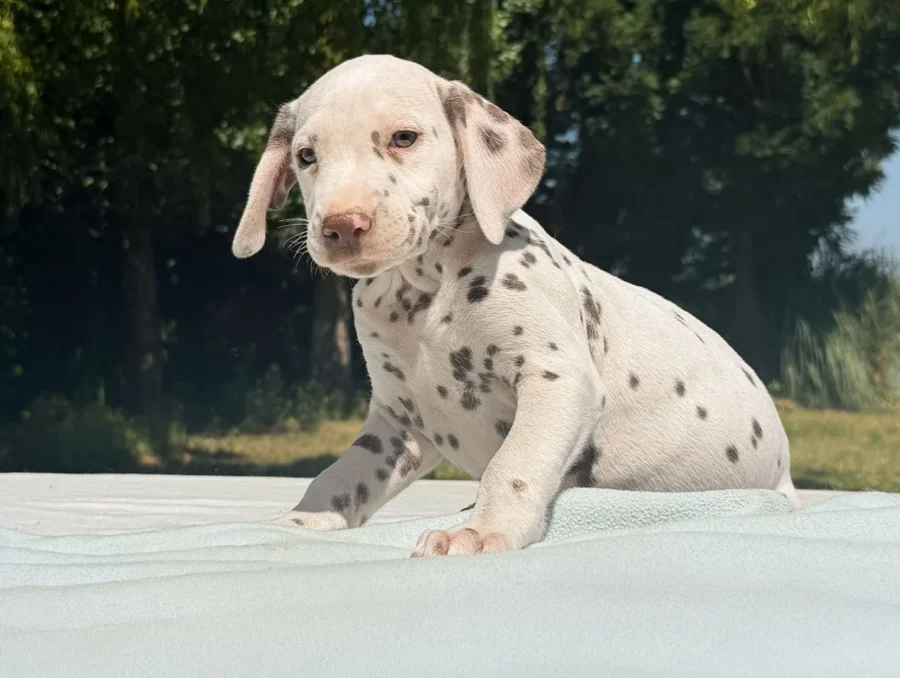 Cuccioli Dalmata