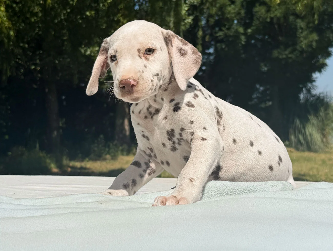 Cuccioli Dalmata