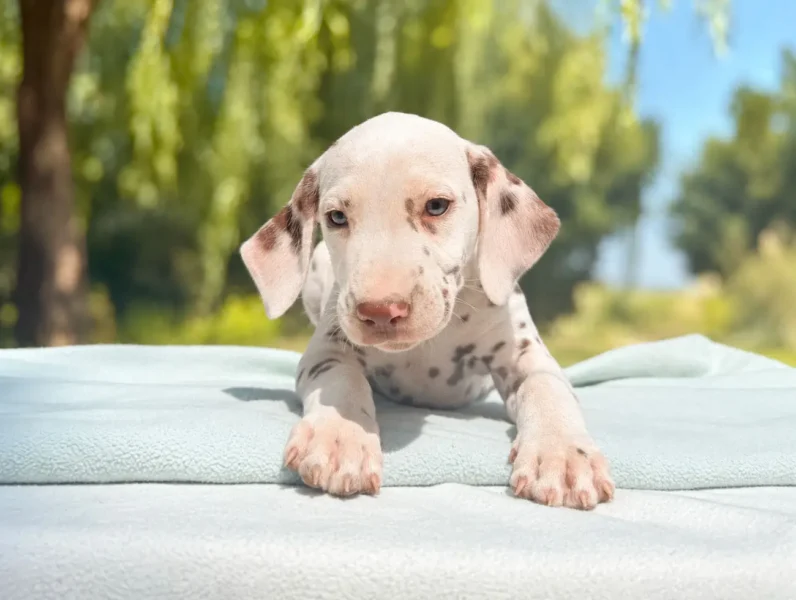 Cuccioli di Dalmata
