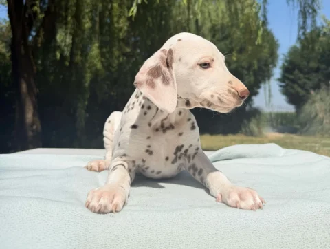 Allevamento Cuccioli Dalmata