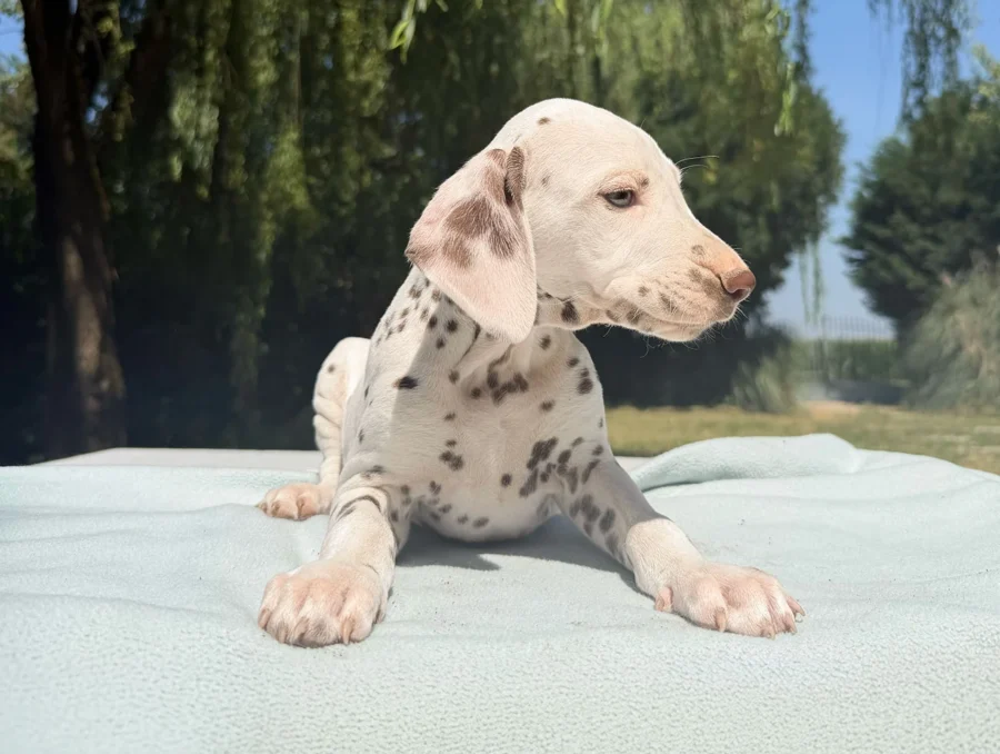Allevamento Cuccioli Dalmata