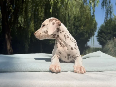 Cuccioli di Dalmata