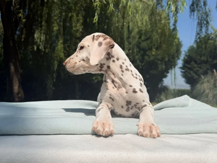 Cuccioli di Dalmata
