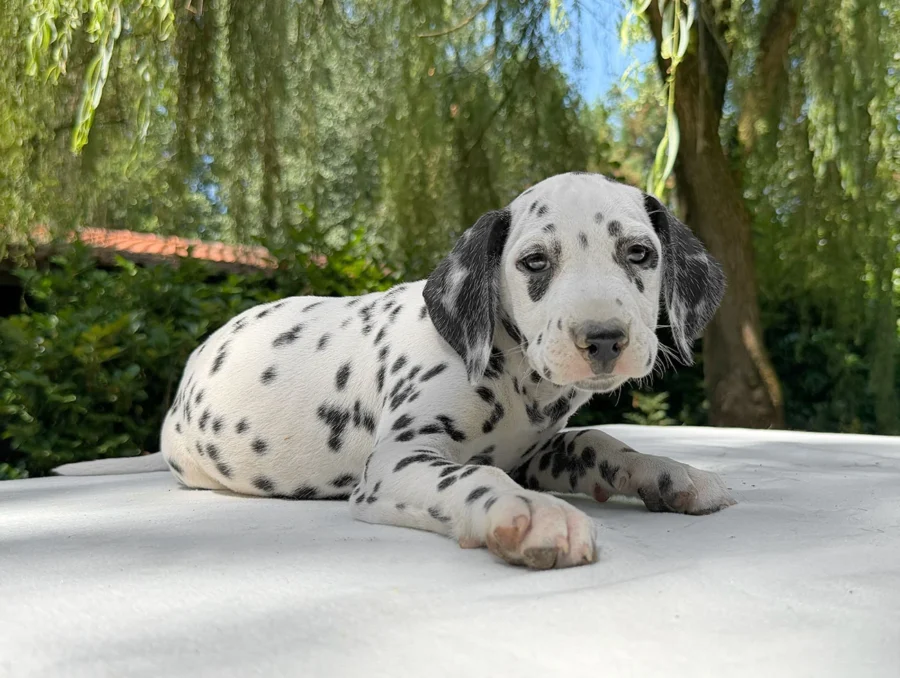 Dalmata Cuccioli