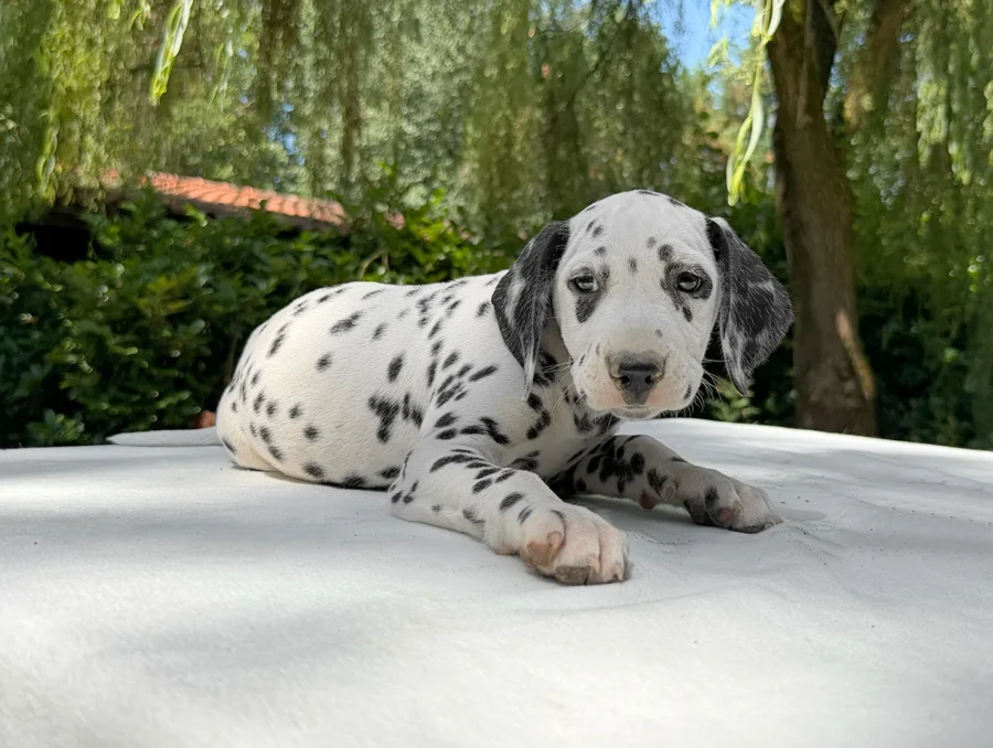 Vendita Cuccioli Dalmata