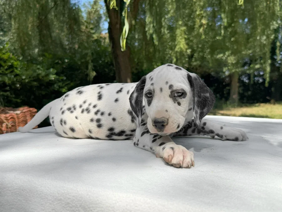 Cuccioli Dalmata