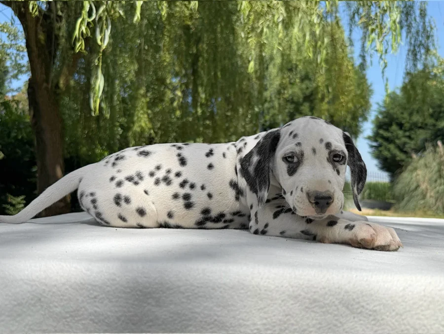 Allevamento Cuccioli Dalmata