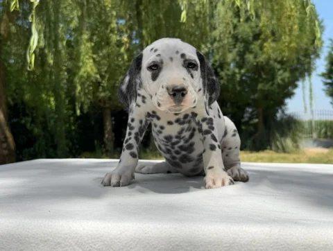 Allevamento Dalmata