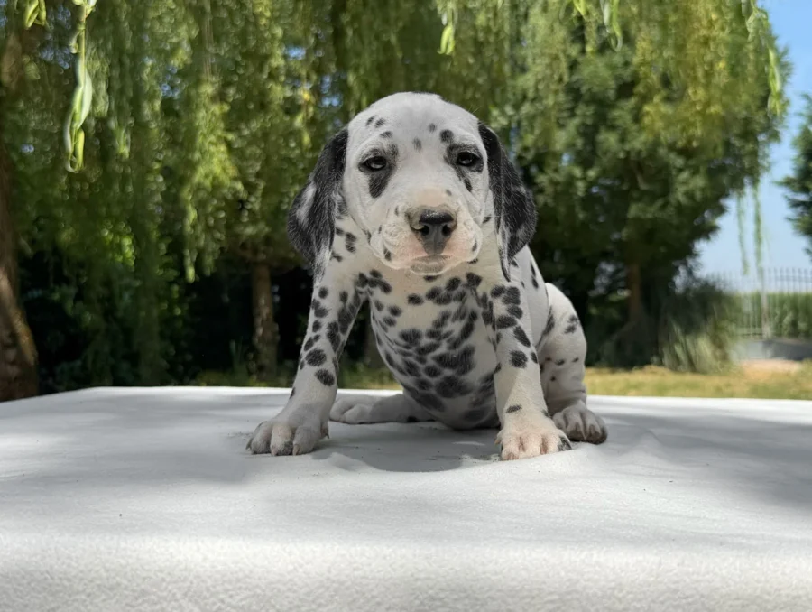 Allevamento Dalmata