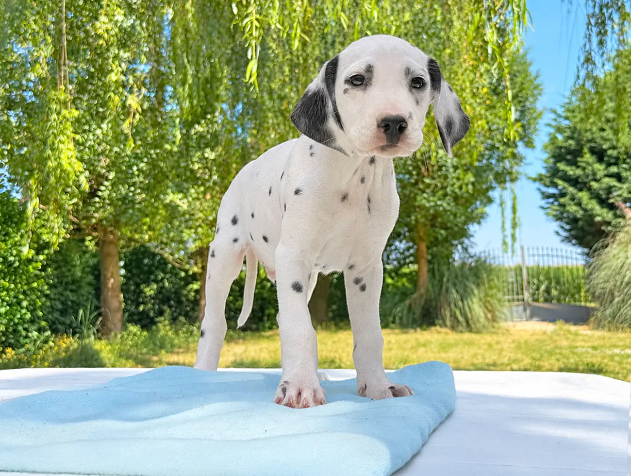 Cuccioli Dalmata