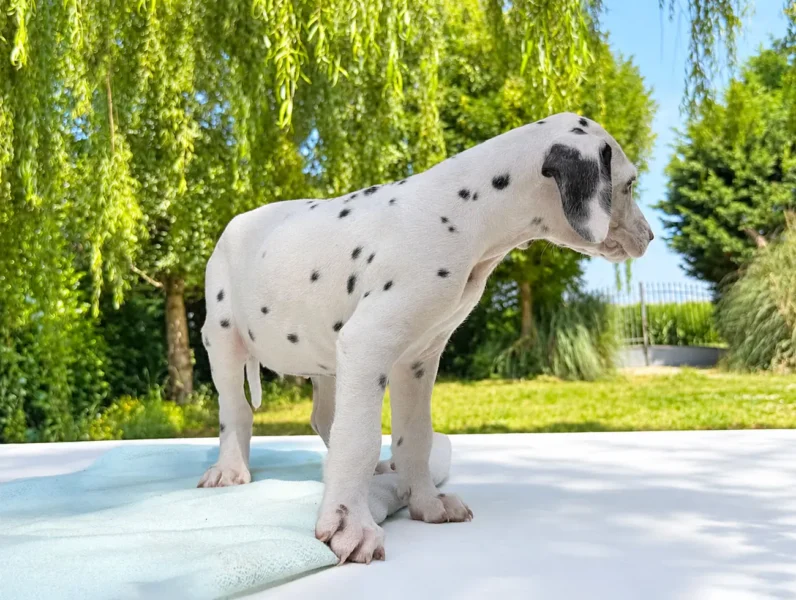 Dalmata Temaki2 1