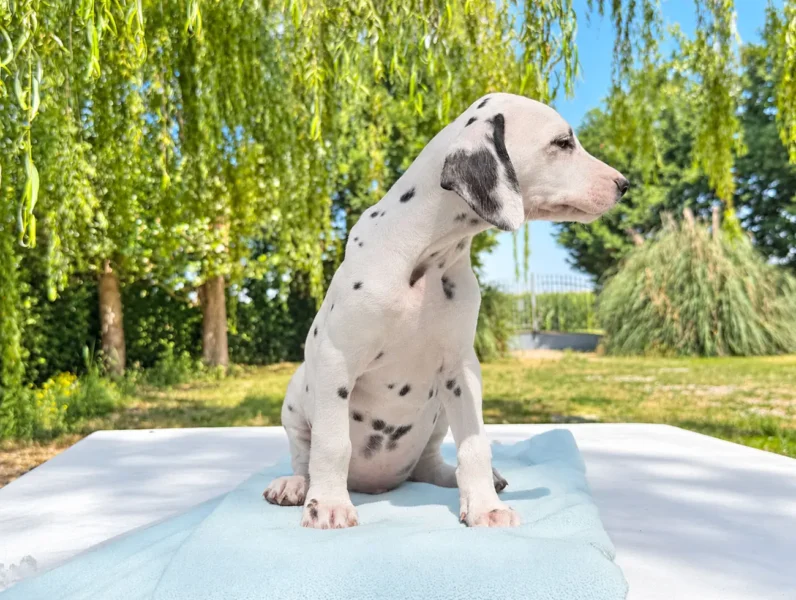 Dalmata Temaki3 1
