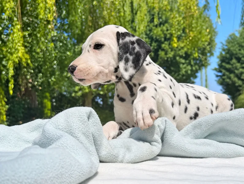 Allevamento Dalmata