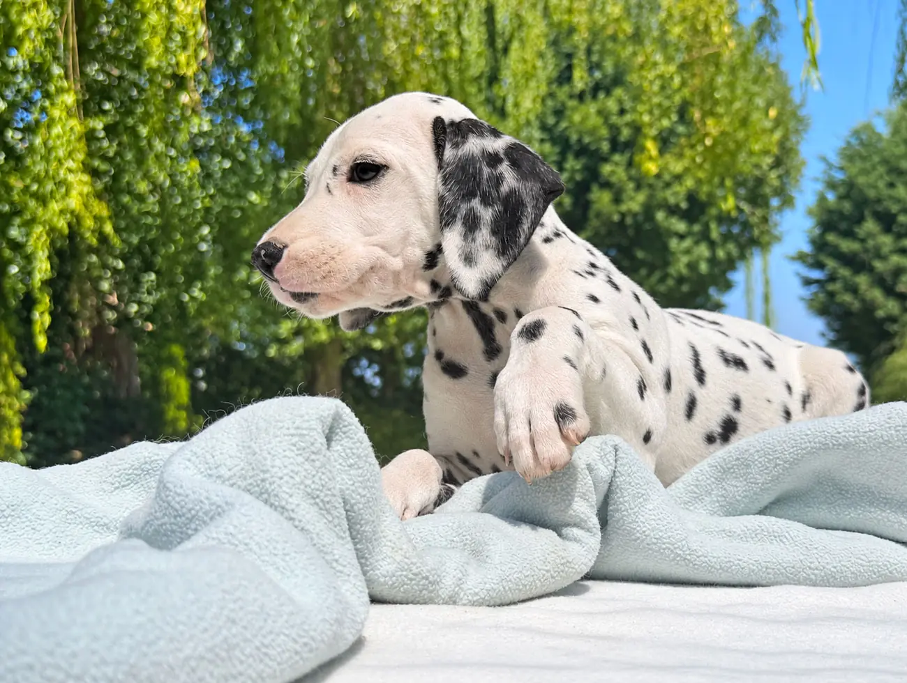 Allevamento Dalmata
