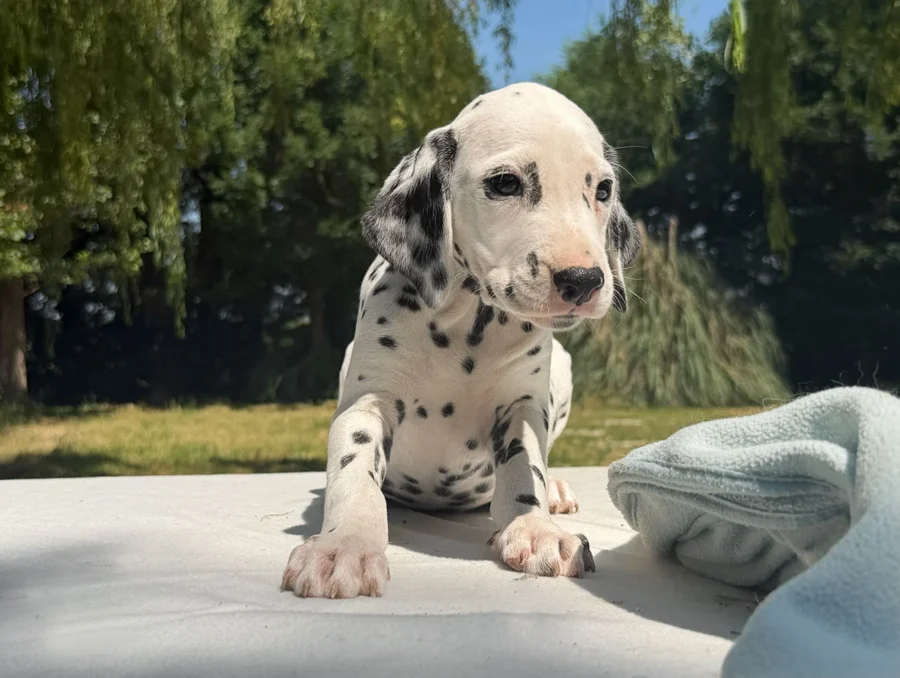 Dalmata Cuccioli