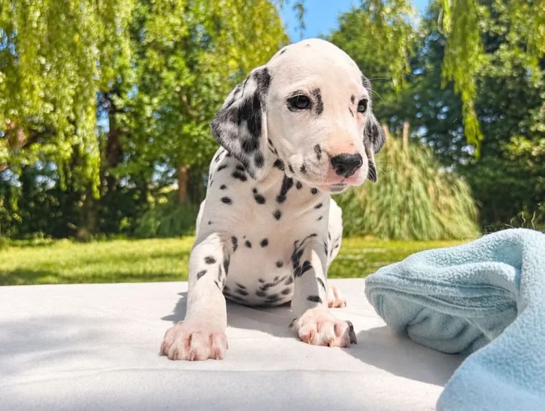Dalmata Togan2 1